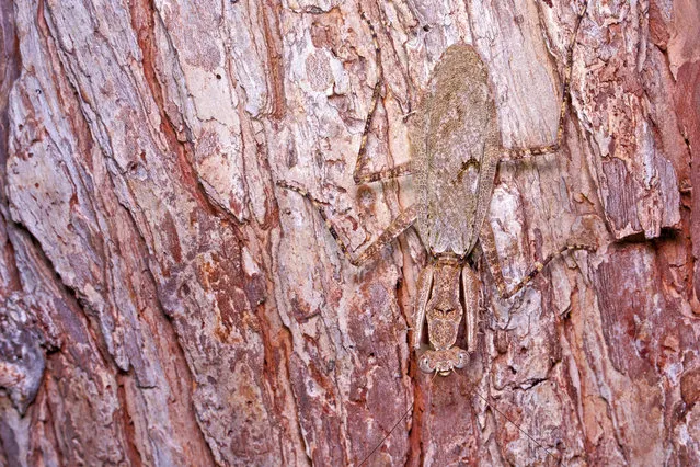 Liturgusid mantis. (Photo by Paul Bertner/Caters News)