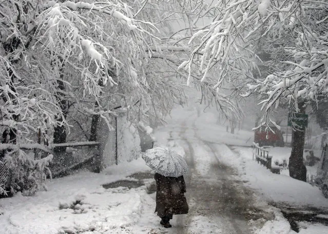 A man carrying an umbrella walks under snow-covered trees during snowfall in Tangmarg town in Kashmir region February 11, 2016. (Photo by Danish Ismail/Reuters)