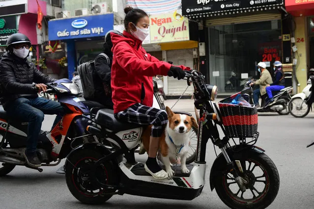 A woman drives a scooter with her dog in Hanoi on December 10, 2021, as Vietnamese officials in the central city of Hoi An announced it was set to be the country's first dog and cat meat free city. (Photo by Nhac Nguyen/AFP Photo)
