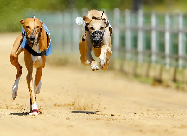 Greyhounds compete during an annual international dog race in Gelsenkirchen, Germany, June 9, 2019. (Photo by Thilo Schmuelgen/Reuters)