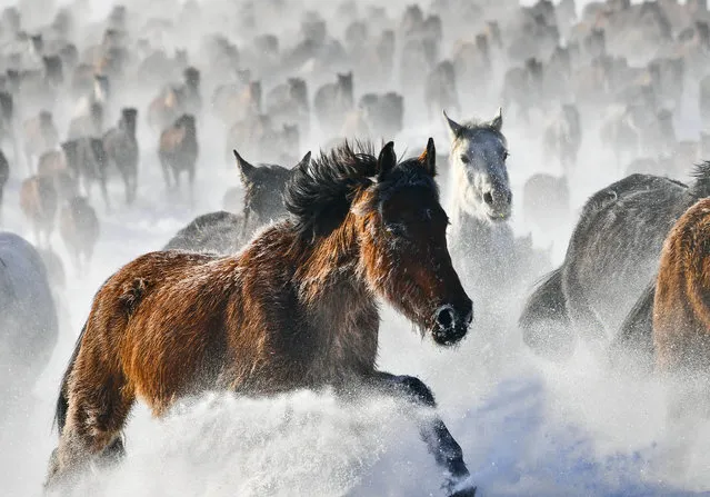 Horses are seen galloping on a snowfield in Zhaosu County, Kazak Autonomous Prefecture of Ili, northwest China's Xinjiang Uygur Autonomous Region, December 20, 2021. (Photo by Xinhua News Agency/Rex Features/Shutterstock)