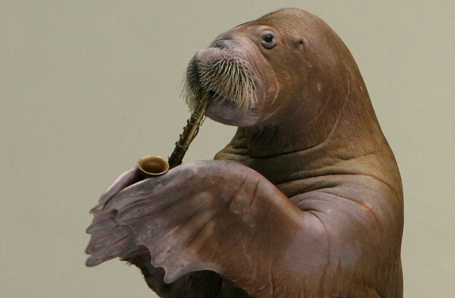 Sara the walrus performs during a show at the Dolphinarium in Istanbul, Turkey December 4, 2008. (Photo by Osman Orsal/Reuters)