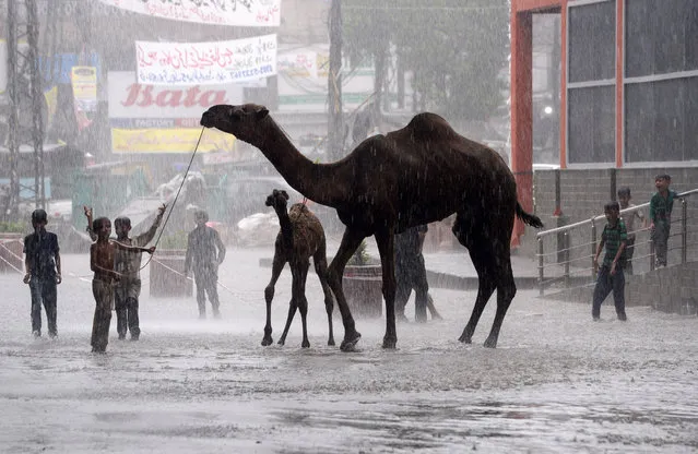 Pakistani children play with camels on a street during heavy monsoon rains in Lahore, Punjab Province on August 1, 2019. (Photo by Arif Ali/AFP Photo)