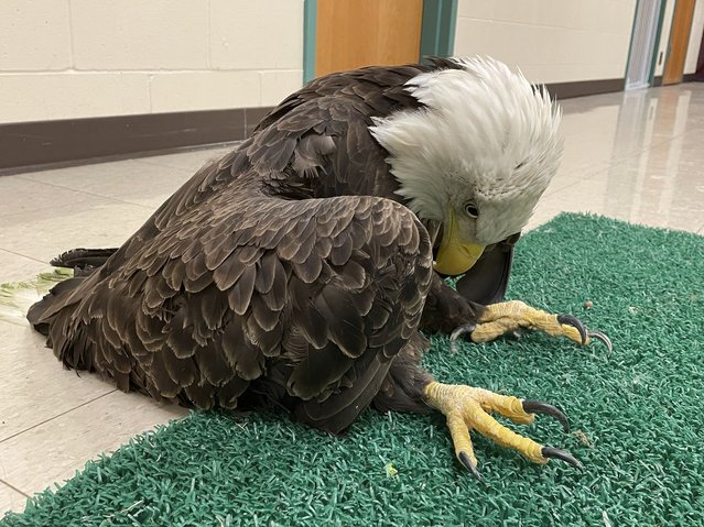 This undated photo provided by The Raptor Center, University of Minnesota, shows a lead-poisoned bald eagle in St. Paul, Minn. Victoria Hall, veterinarian and executive director of the center, said that “85 to 90% of the eagles that come into our hospital have some level of lead in their blood”, and we know that no level is safe.” X-rays often show fragments of lead bullets in their birds' stomachs. (Photo by The Raptor Center, University of Minnesota via AP Photo)