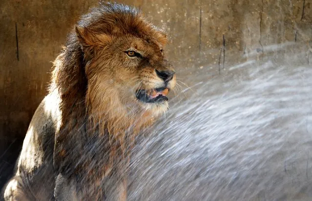 A lion is given a shower to cool down as temperatures rise at a zoological park in the Indian city of Jamshedpur on May 2, 2014. As temperatures continued to rise across northern India, Meteorological Department officials predicted a high of 42 degrees by the end of the week. (Photo by AFP Photo/STR)