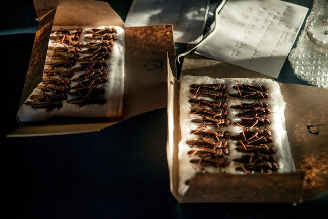 Dead locusts are diplayed on a table at a camp of the Food and Agriculture Organization of the United Nations (FAO) as FAO prepares to fight a swarm of locusts that could endanger the western Madagascar agriculture on May 7, 2014 in Tsiroanomandidy, Madagascar. (Photo by AFP Photo/RIJASOLO)