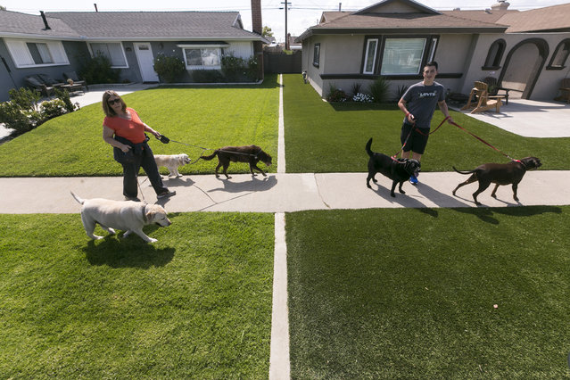 In this May 6, 2015 file photo, local resident Martha Mattison, left, helps out her son Jacob, 14, with his dog walking business as they walk past recently installed synthetic grass, seen at right, in Garden Grove, Calif. California water officials say they will consider dropping a mandate requiring conservation in the state's fifth year of drought. The State Water Resources Control Board on Wednesday, May 18, 2016, will vote on whether to give local water districts control of setting their own conservation targets. (Photo by Damian Dovarganes/AP Photo)