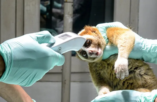 A medical officer conducted check health on a Javan slow loris before released into the wild at the International Animal Rescue Rehabilitation Center in Bogor, West Java, Indonesia on March 24, 2022. Natural Resources Conservation Center (BBKSDA) West Java and International Animal Rescue (IAR) released 10 Javan slow loris in a nature reserve of Mount Simpang. The Javan slow loris (Nycticebus javanicus) is one of the world's most endangered species. (Photo by Adriana Adie/NurPhoto via Getty Images)