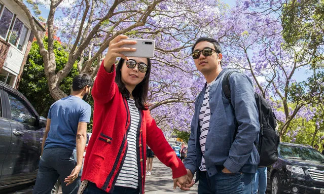 People taking photos amongst jacaranda trees on McDougall Street in the North Sydney suburb of Kirribilli on November 22, 2019 in Sydney, Australia. Jacaranda trees are not native to Australia, but can be found around Sydney and are popular for their stunning purple blooms in spring which attract hundreds of Instagrammers seeking a perfect image with the colourful flowers. (Photo by MicheleMossop/The Guardian)