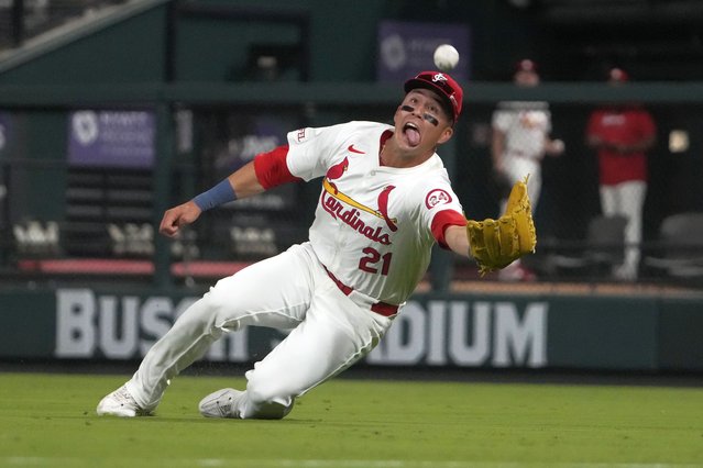 St. Louis Cardinals right fielder Lars Nootbaar dives and catches a fly ball by Milwaukee Brewers' Joey Ortiz for an out during the seventh inning of a baseball game Tuesday, August 20, 2024, in St. Louis. (Photo by Jeff Roberson/AP Photo)