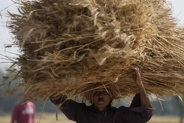 A farmer carries wheat crop after harvested on the outskirts of Jammu, India, Thursday, April 28, 2022. An unusually early, record-shattering heat wave in India has reduced wheat yields, raising questions about how the country will balance its domestic needs with ambitions to increase exports and make up for shortfalls due to Russia's war in Ukraine. (Photo by Channi Anand/AP Photo)