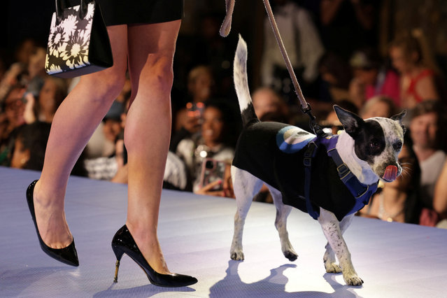 A model walks a dog on the runway to present creations during the Catwalk Furbaby Fashion Show at New York Fashion Week, in New York City on September 5, 2024. (Photo by Kent J Edwards/Reuters)