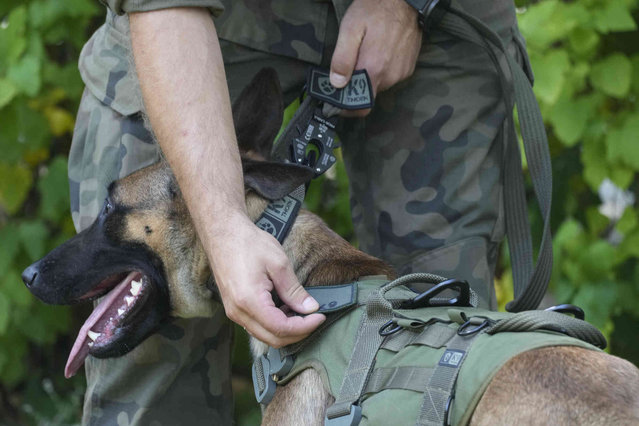 Emi, a Belgian Malinois given the rank of private has the badge with the rank attached to her harness, in Nowy Dwor Mazowiecki, Poland, Friday, September 6, 2024. (Photo by Czarek Sokolowski/AP Photo)