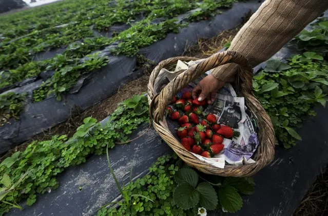 Farmworker harvests strawberries at a farm in Huacho on the outskirts of Lima, Peru, August 5, 2015. (Photo by Mariana Bazo/Reuters)