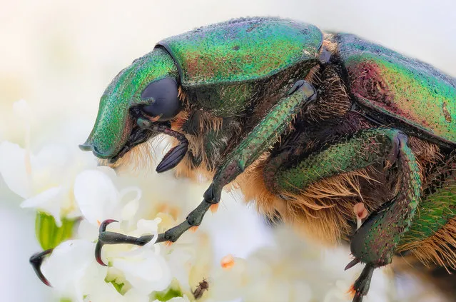 Noble Chafer