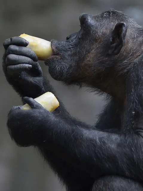 A chimpanzee licks a lump of ice containing fruit in Barcelona Zoo, Spain, Friday July 25, 2014. Temperatures reached around 35 degrees Celsius (95 degrees Fahrenheit) and the high temperatures are expected to last several days. (Photo by Manu Fernandez/AP Photo)