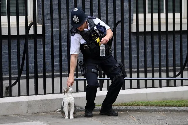 A police officer pets Larry the cat outside 10 Downing Street in London, Britain, July 12, 2022. (Photo by Toby Melville/Reuters)