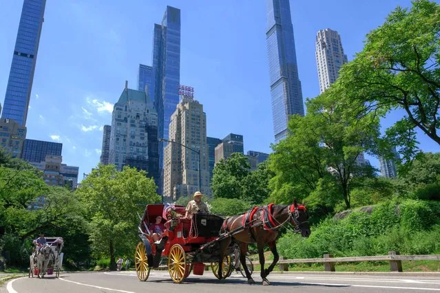 Horse-drawn carriages with customers ride through Central Park on a hot day on August 3, 2022 in New York City. (Photo by Angela Weiss/AFP Photo)