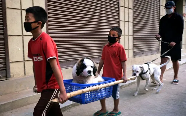 Children carry their sick dog on a makeshift stretcher and walk home after visiting the vet, during lockdown in Kohima, northeastern Nagaland state, India, Wednesday, March 25, 2020. Indians struggled to comply with the world's largest coronavirus lockdown on Wednesday as the government began the gargantuan task of keeping 1.3 billion people indoors. (Photo by Yirmiyan Arthur/AP Photo)