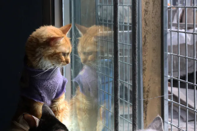 In this August 6, 2014 photo, a cat looks through the window at a Cat Hospice run by Maria Torero, who cares for 175 cats with leukemia at her home in Lima, Peru. Because of their illness, many of the animals have lost weight and are anemic. Torero feeds them, gives them medicine, sterilizes them, and treats them for parasites every two months. (Photo by Martin Mejia/AP Photo)