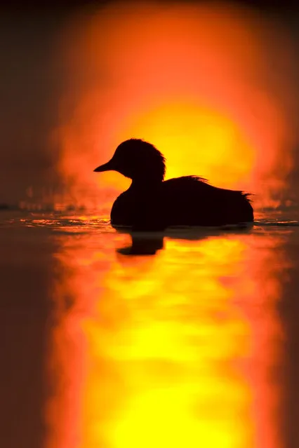 Little grebe, silhouette at sunrise in Cleveland, U.K. (Photo by Roy Glen/Caters News/Ardea)