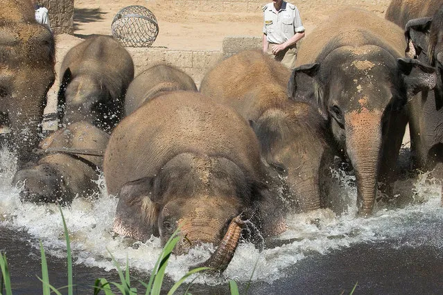 Asia tables Elephants storm to Cooling at July 20, 2016 in the Water basins their Free facility in Experience Zoo in Hanover, Germany. (Photo by Imago via ZUMA Press)