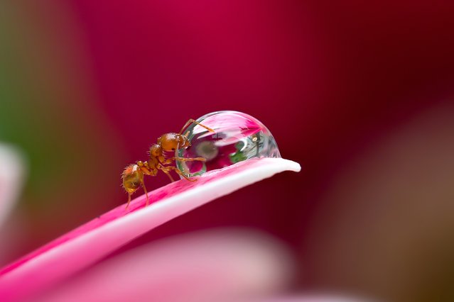 A macro view of an ant taking a sip from a water droplet on the edge of a plant in Obihiro, Japan. Animal-Lover Miki Asai has gone a step beyond feeding bread to the ducks – by syringe-feeding water to tiny ants. The office worker from Obihiro City, Japan, squirts droplets near the tiny insects and then uses a macro lens to capture quenching their thirst. The amateur photographer started capturing these images near her house in July 2013 after spotting an ant struggling in the rain. (Photo by Miki Asai/Barcroft Media)