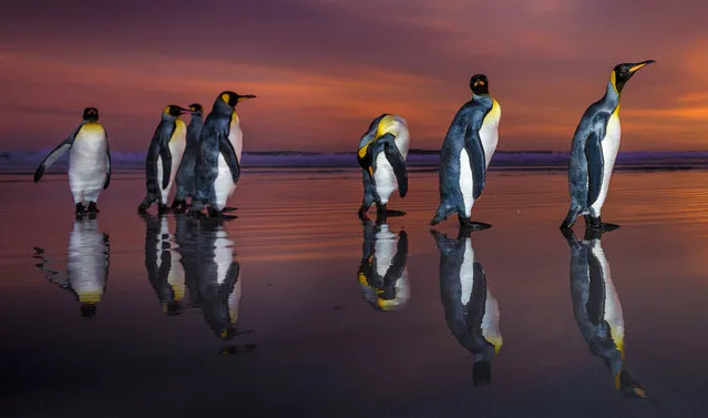 King Penguins marching during sunrise, Falkland Islands. (Photo by Wim van den Heever/Caters News)