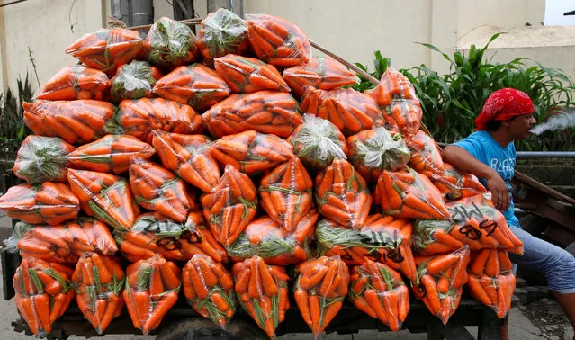 A worker rests next to piles of bags of carrots outside a vegetable market in La Trinidad, Benguet in northern Philippines August 6, 2016. (Photo by Erik De Castro/Reuters)