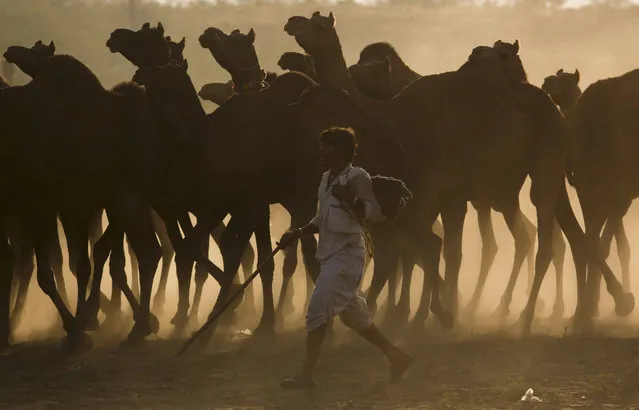 An Indian camel trader arrives with his herd for the annual cattle fair in Pushkar, western Rajasthan state, India, Thursday, October 26, 2017. (Photo by Deepak Sharma/AP Photo)