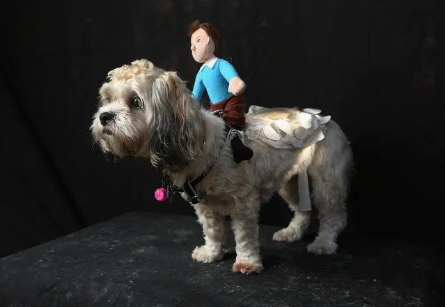 Frida, a Shih Tsu Poo, poses as Falcor, the magical flying dog-like dragon that transports the main character in “The Neverending Story” at the Tompkins Square Halloween Dog Parade on October 20, 2012 in New York City