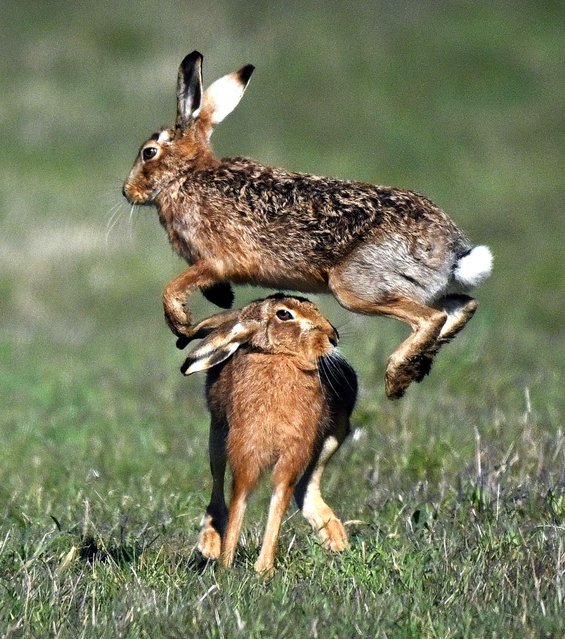 European Hares, also known as Brown Hares engage in “boxing”, which happens during the month of March during their breeding season, in a field on the South Downs, near Arundel, southern England, on March 18, 2025. (Photo by Glyn Kirk/AFP Photo)