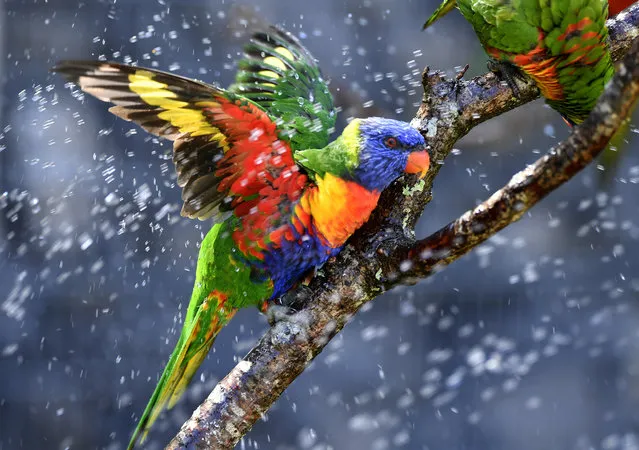 Australian rainbow lorikeets (parrots), cool off in a sprinkler on August 25, 2016, at the zoo of Pessac near Bordeaux, as temperatures soar across the country. (Photo by Georges Gobet/AFP Photo)