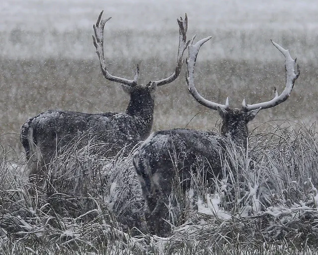 The antlers of two fallow deer are snow covered during heavy snowfalls in the outskirts of Frankfurt, Germany, Sunday, December 3, 2017. (Photo by Michael Probst/AP Photo)