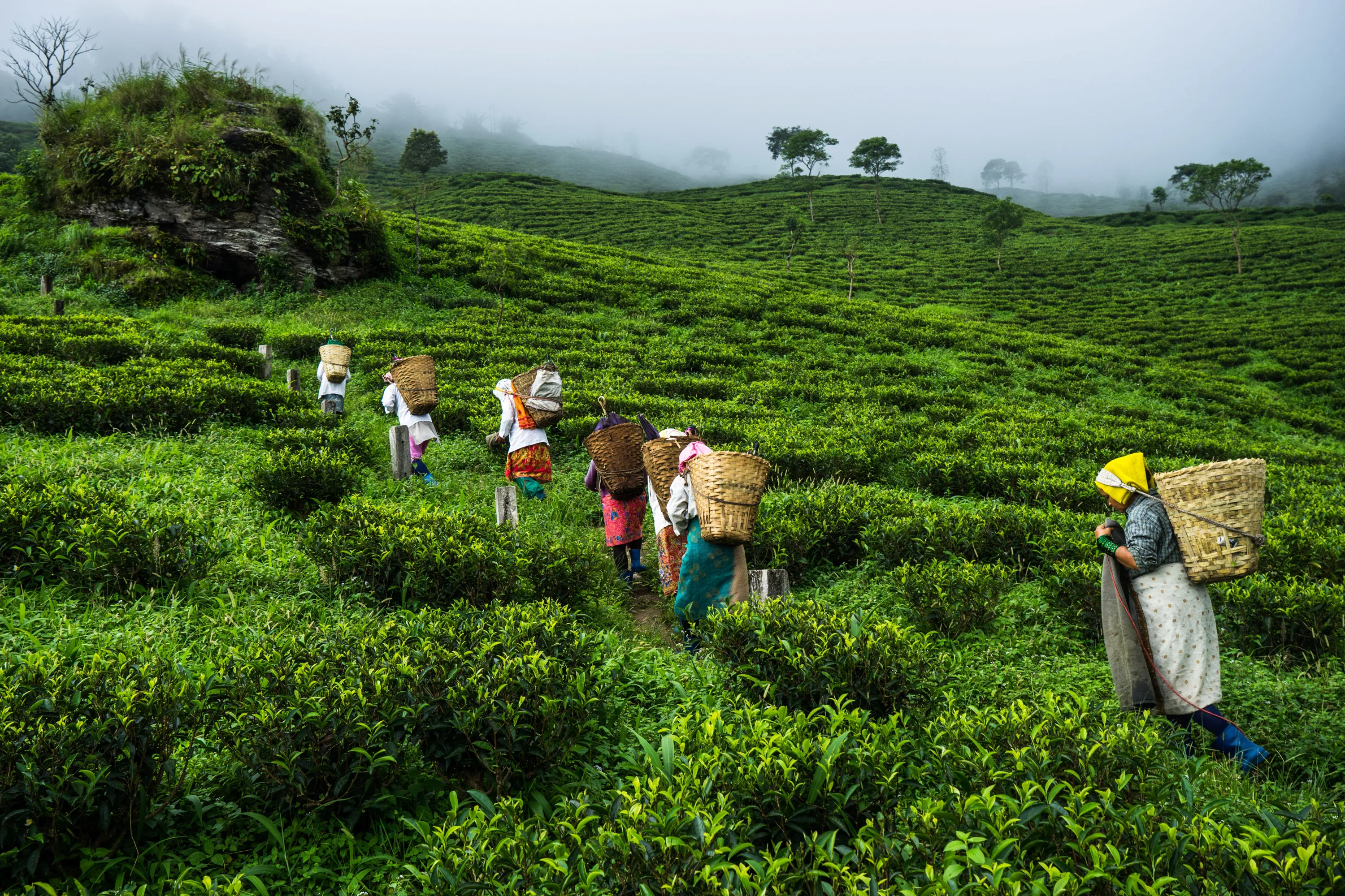 Культура и где растет. Индия Дарджилинг чайные плантации. Индия чайные плантации Ассам. Плантации чая Ассам Индия. Чайные плантации в Индии.