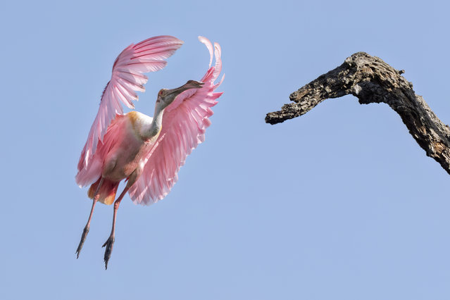 Roseate Spoonbill coming in for a landing on a tree at a bird rookery in St. Augustine, Florida, on April 3, 2025. (Photo by Ronen Tivony/ZUMA Press Wire/Rex Features/Shutterstock)