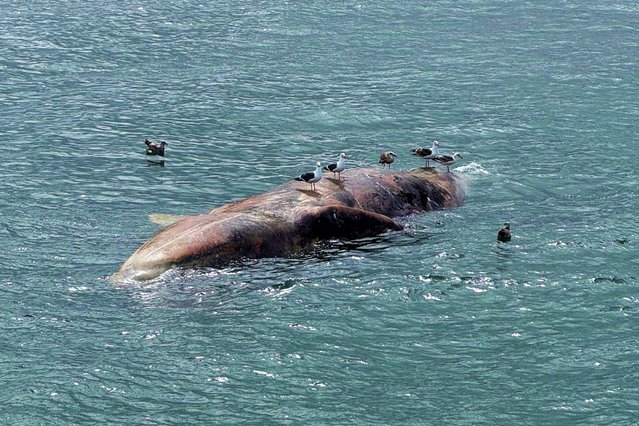 Seagulls stand on a dead whale floating in the San Francisco Bay, Sunday, April 27, 2025. (Photo by Jelena Wong via AP Photo)