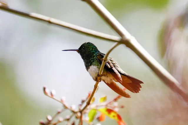 A hummingbird in the highest mountainous area of Costa Rica, which is located in the Chirripó Valley, southwest of San Jose, Costa Rica, on 24 November 2022 (Issued 29 November 2022). The Chirripó Valley is an area full of nature, landscapes, traditions and gastronomy that seeks to open up more and more to visitors and become a recognized destination in this country that has tourism as one of its main engines. (Photo by Jeffrey Arguedas/EPA/EFE)