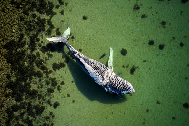 Drone photo of a dead humpback whale at Foelle Strand in Loegten Bay, Djursland, Denmark, on April 2, 2025. (Photo by Mikkel Berg Pedersen/Ritzau Scanpix via Reuters)