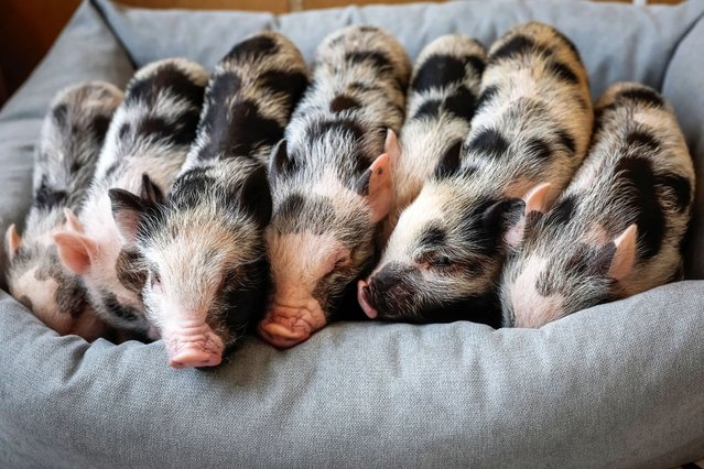 Mini pigs rest in the first mini-pig cafe in Ukraine, which was recently opened by a family, who returned to Ukraine after spending two years as refugees in France, amid Russia's attack on Ukraine, in Kyiv, Ukraine, on May 28, 2025. (Photo by Alina Smutko/Reuters)
