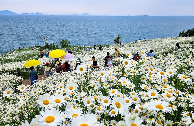 On the May 24, 2025, Shasta daisy flowers are in full bloom on a mountain in Byeonsan-myeon, Buan-gun, Jeollabuk-do, creating a spectacular sight along with the West Sea. (Photo by Kim Young-geun)