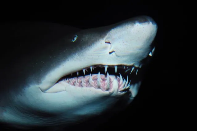 Sand tiger shark, Carcharias taurus, captive. (Photo by Mark Conlin/Alamy Stock Photo)