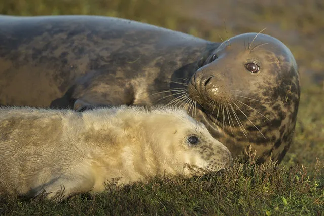 A Grey Seal pup and it's mother lay in the grass at the Lincolnshire Wildlife Trust's Donna Nook nature reserve on November 24, 2014 in Grimsby, England. (Photo by Dan Kitwood/Getty Images)