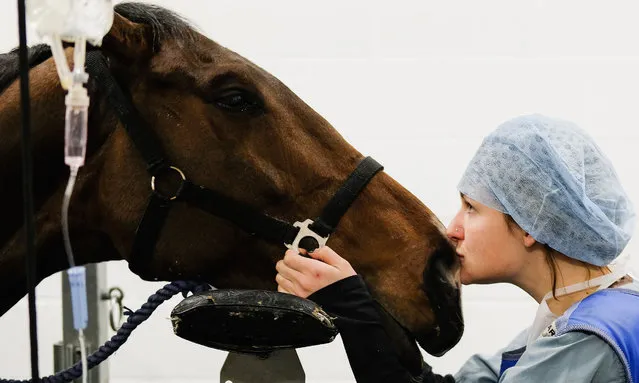 Equine intern Emma Saric monitors and supports a horse suffering from what is known as Kissing Spines, where sections of bone attached to the vertebrae are too close together and impinge on each other, as it undergoes standing surgery to rectify the problem at the Hambleton Equine Clinic on February 15, 2018 in Stokesley, England. Standing surgery allows many surgical procedures to be performed under anaesthesia with the horse standing, which is much safer for the horse. The standing surgery theatre is air-conditioned to maximise the comfot of the horse and the horse is secured in a specially designed set of stocks to help restrain the horse safely. The facility is the only purpose built equine clinic in North Yorkshire and provides a full range of equine services to the professional and recreational horse owner. Hospital facilities include in-patient care, surgery, ophthalmology services, dentistry, diagnostic imaging, nuclear scintigraphy and MRI scanning. The state-of-the-art hospital was opened in 2016 and currently has six vets and a large number of staff providing equine care. (Photo by Ian Forsyth/Getty Images)