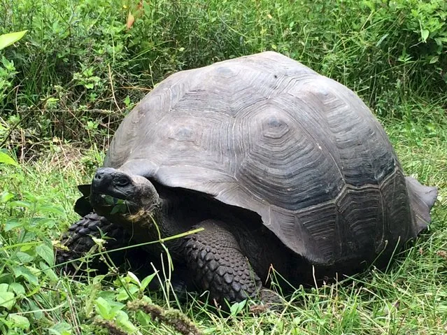 An Eastern Santa Cruz tortoise, Chelonoidis donfaustoi, is pictured on Santa Cruz Island in the Galapagos Islands in this undated handout photo obtained by Reuters October 21, 2015. Scientists have identified a new species of giant tortoise on the Galapagos Islands, using genetic data to determine that a group of 250 of the slow-moving grazing reptiles was distinct from other tortoise species residing in the Pacific archipelago. (Photo by Adalgisa Caccone/Reuters)