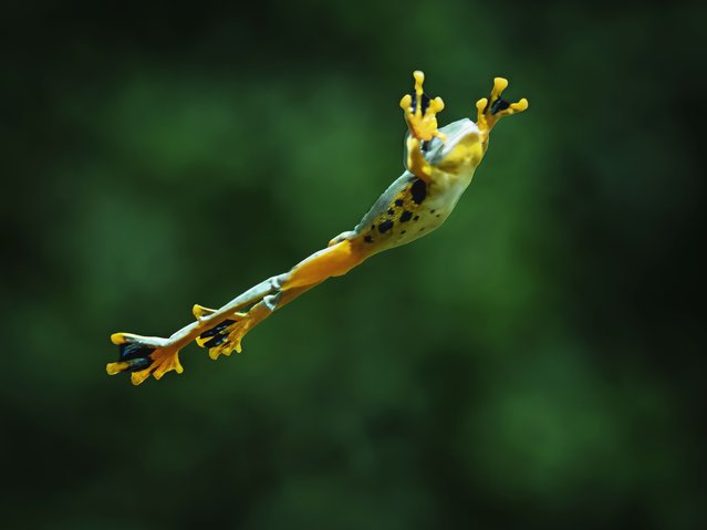 A flying frog on August 11, 2025 shows just how it got its name as it leaps between branches in Cengkareng, West Jakarta. (Photo by Dzul Dzulfikri/Animal News Agency)