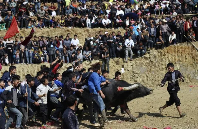 People celebrate with the winning bull after an ethnic Dong traditional bullfighting contest in Congjiang county, Guizhou province, November 29, 2014. (Photo by Sheng Li/Reuters)