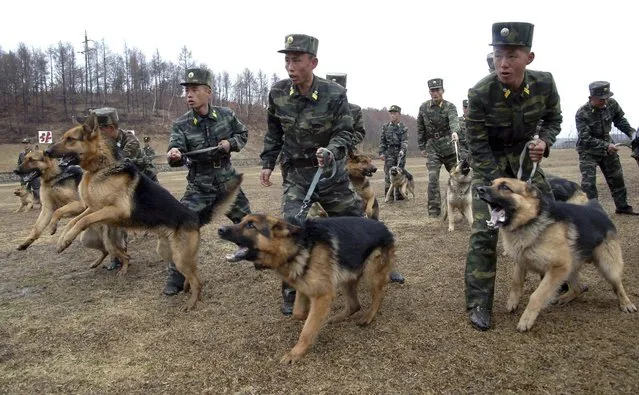 North Korean soldiers with military dogs take part in drills in an unknown location in this picture taken on April 6, 2013 and released by North Korea's official KCNA news agency in Pyongyang on April 7, 2013. (Photo by Reuters/KCNA)