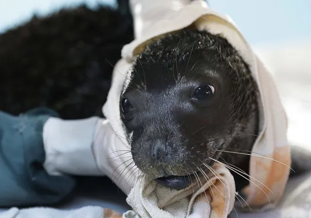 Andrianna a one-month old female Mediterranean monk seal is wrapped in a towel after a swim at the Attica Zoological Park in Spata, Greece, December 10, 2014. (Photo by Thanassis Stavrakis/AP Photo)