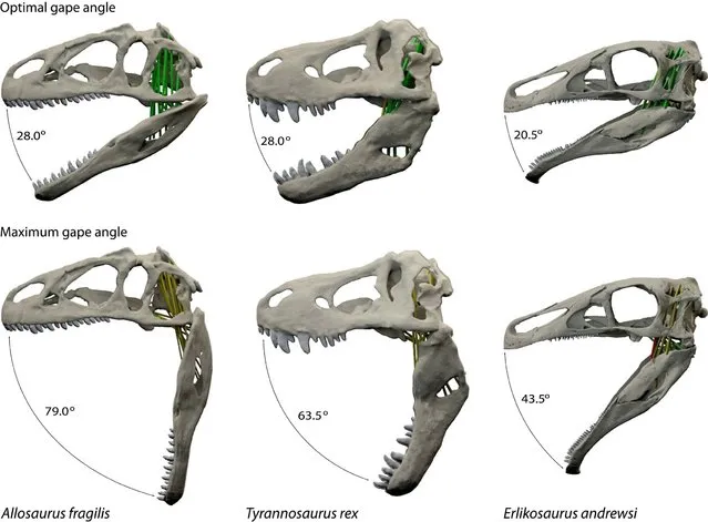 Optimal and maximal jaw gapes for three dinosaurs in a new study, Allosaurus fragilis (L), Tyrannosaurus rex (C) and Erlikosaurus andrewsi, are seen in an undated handout illustration courtesy of paleontologist Stephan Lautenschlager of the University of Bristol in Britain. (Photo by Stephan Lautenschlager/Reuters/University of Bristol)